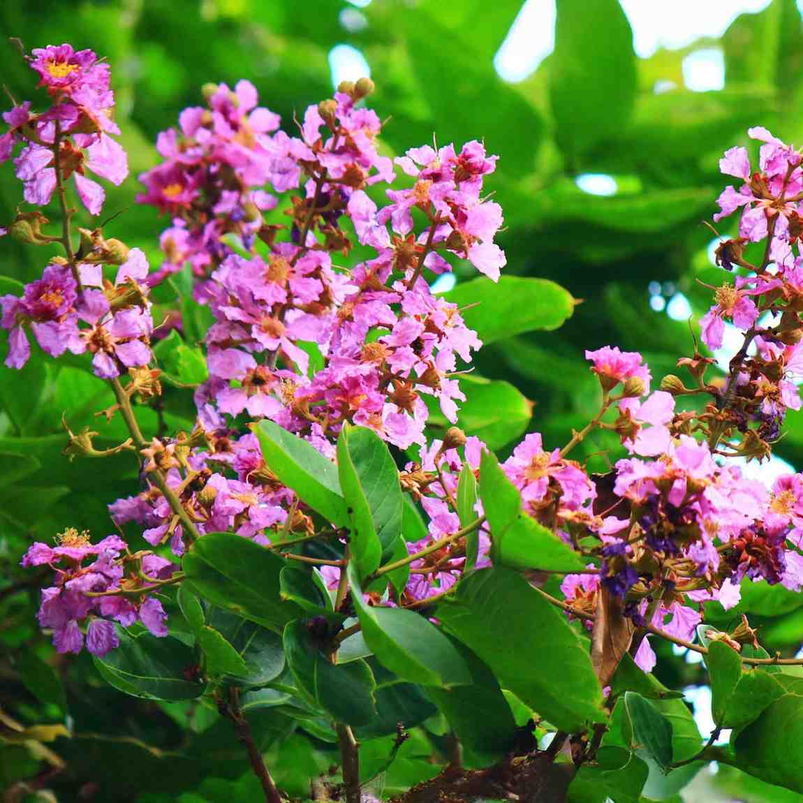 Banaba Leaf Extract